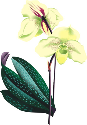 Vector Constructor :  орхидея(Векторная графика и иллюстрация)