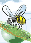 Vector Constructor :  Пчелы(Векторная графика и иллюстрация)