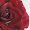 Роза красная, бархатистая.